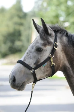 New Dublin, polstret luksusgrime Grimer