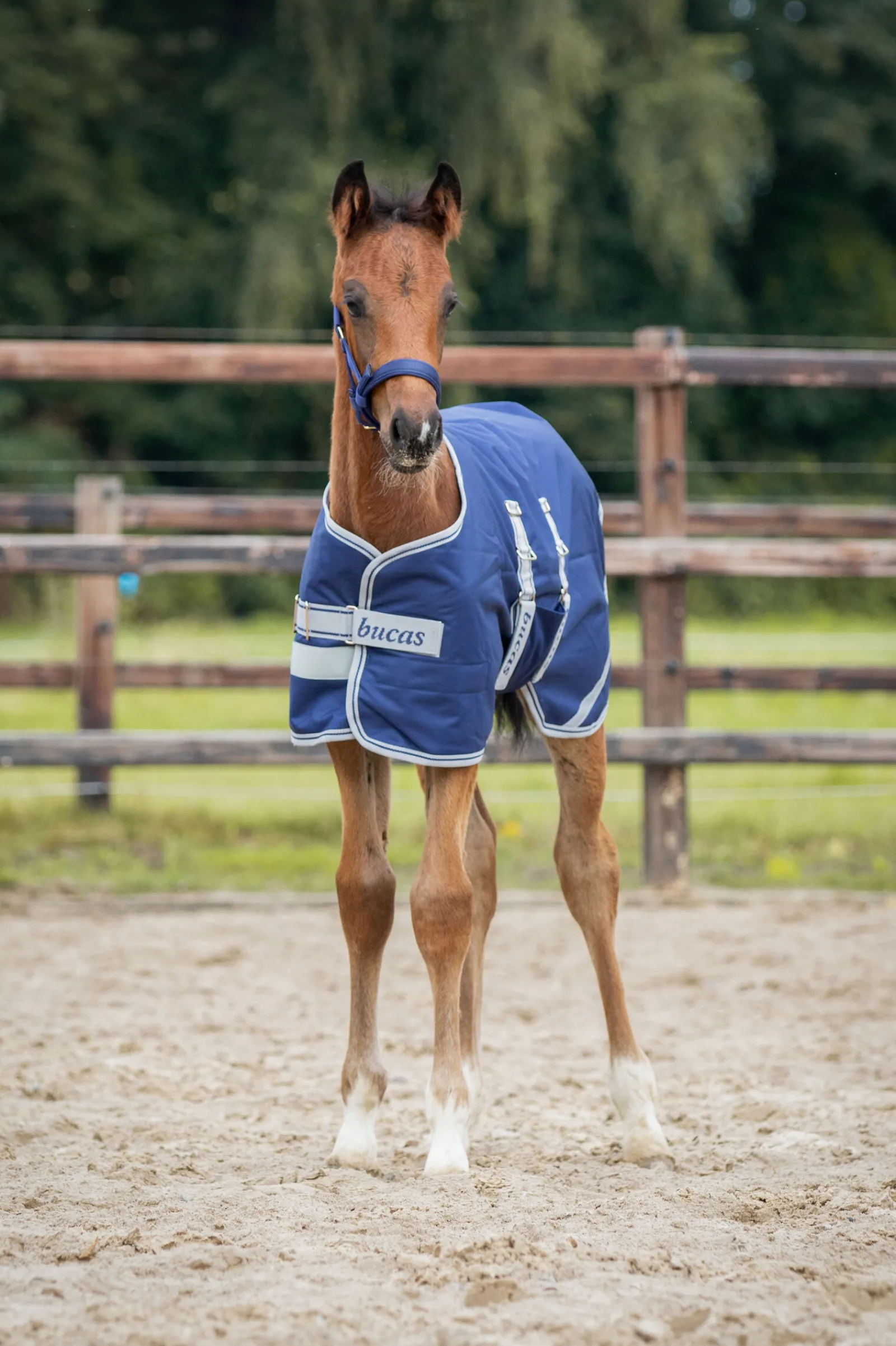 Online føldekken, 50g Regndekken