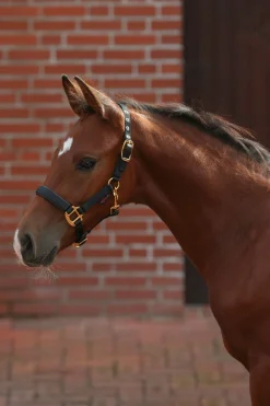 Hot TopLine føllgrime Grimer