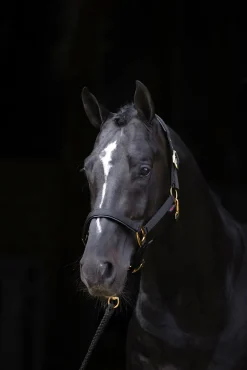 Outlet TopLine grime Grimer