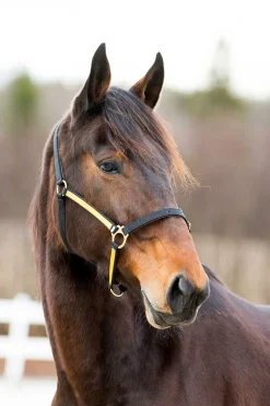 Outlet Pro syntetisk Yankee nylongrime med åpningsmulighet over mulen Grimer