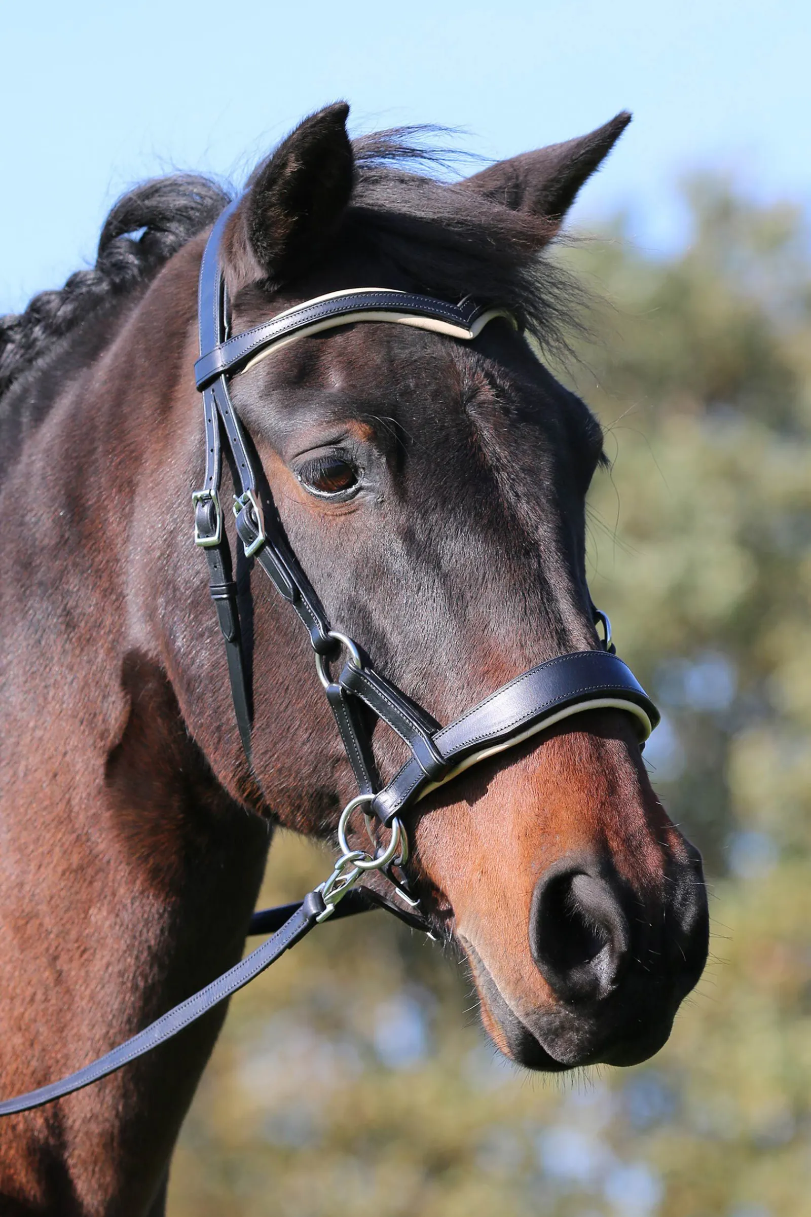 Online F.R.A. Freedom Riding Articles Aruba bittløst hodelag med tøyler (system 3) Hodelag & Nesereimer