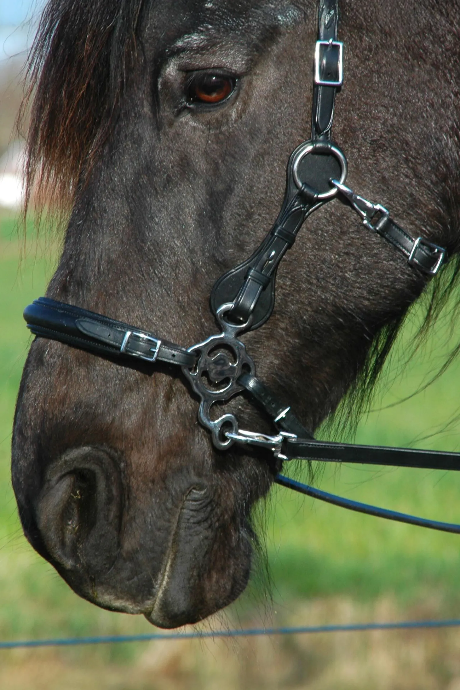 F.R.A. Freedom Riding Articles Calli hodelag Hackamore med tøyler (system 2) Hodelag & Nesereimer