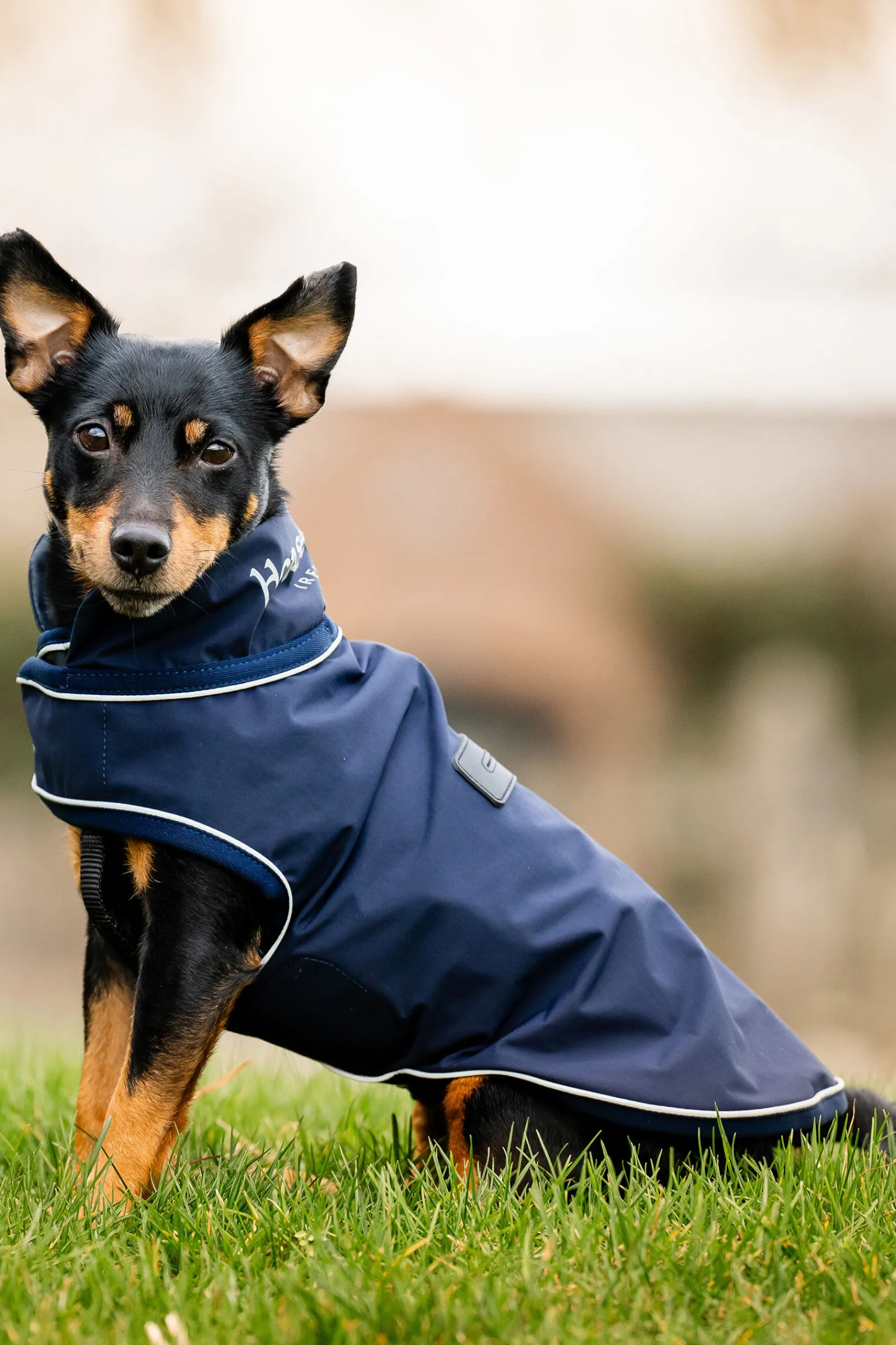 Outlet Signature Hunderegnfrakk Hundeklær Og Hundedekken