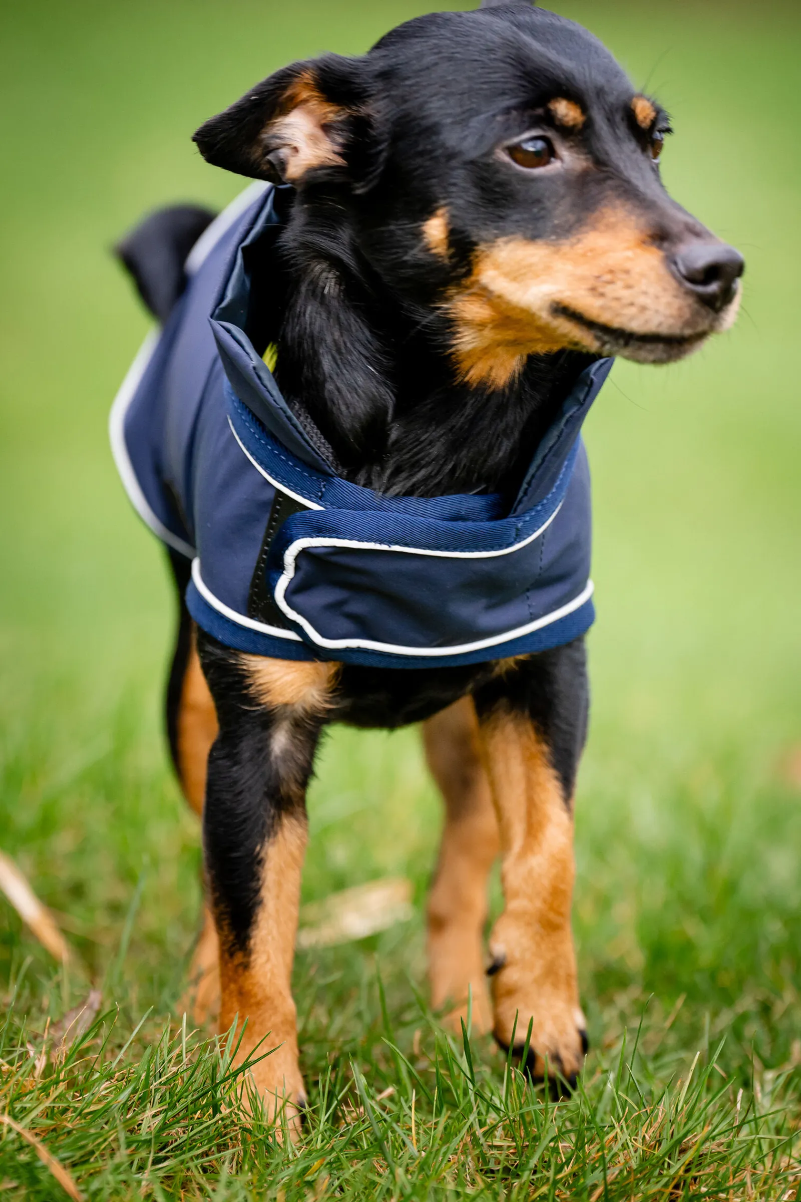 Outlet Signature Hunderegnfrakk Hundeklær Og Hundedekken