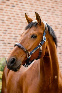 New Signature Show Halter Grimer