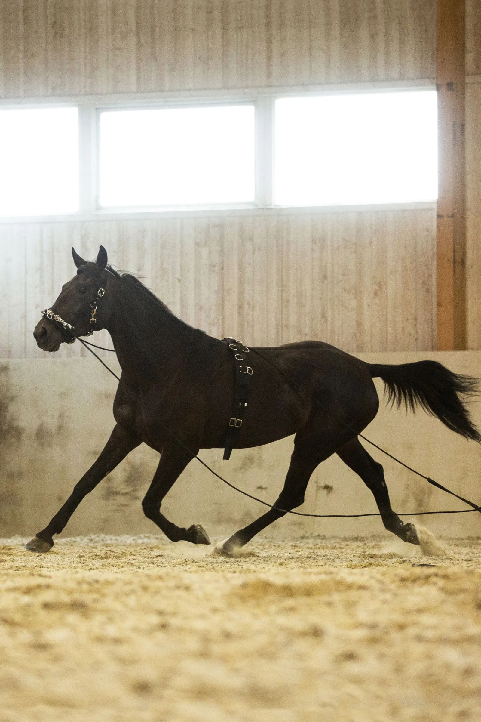 longeringsgjord i nylon Longeringsliner Og Doble Longeringsliner|Longeringsliner Og Doble Longeringsliner