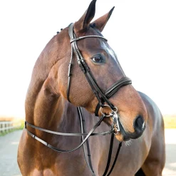 Online Vienna anatomisk kandarhodelag Hodelag & Nesereimer