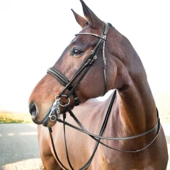 Online Vienna anatomisk kandarhodelag Hodelag & Nesereimer