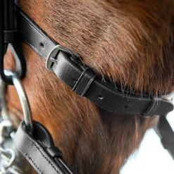 Online Vienna anatomisk kandarhodelag Hodelag & Nesereimer