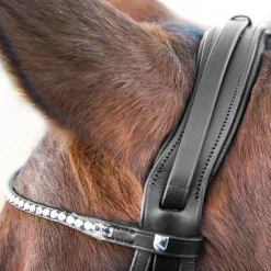 Online Vienna anatomisk kandarhodelag Hodelag & Nesereimer