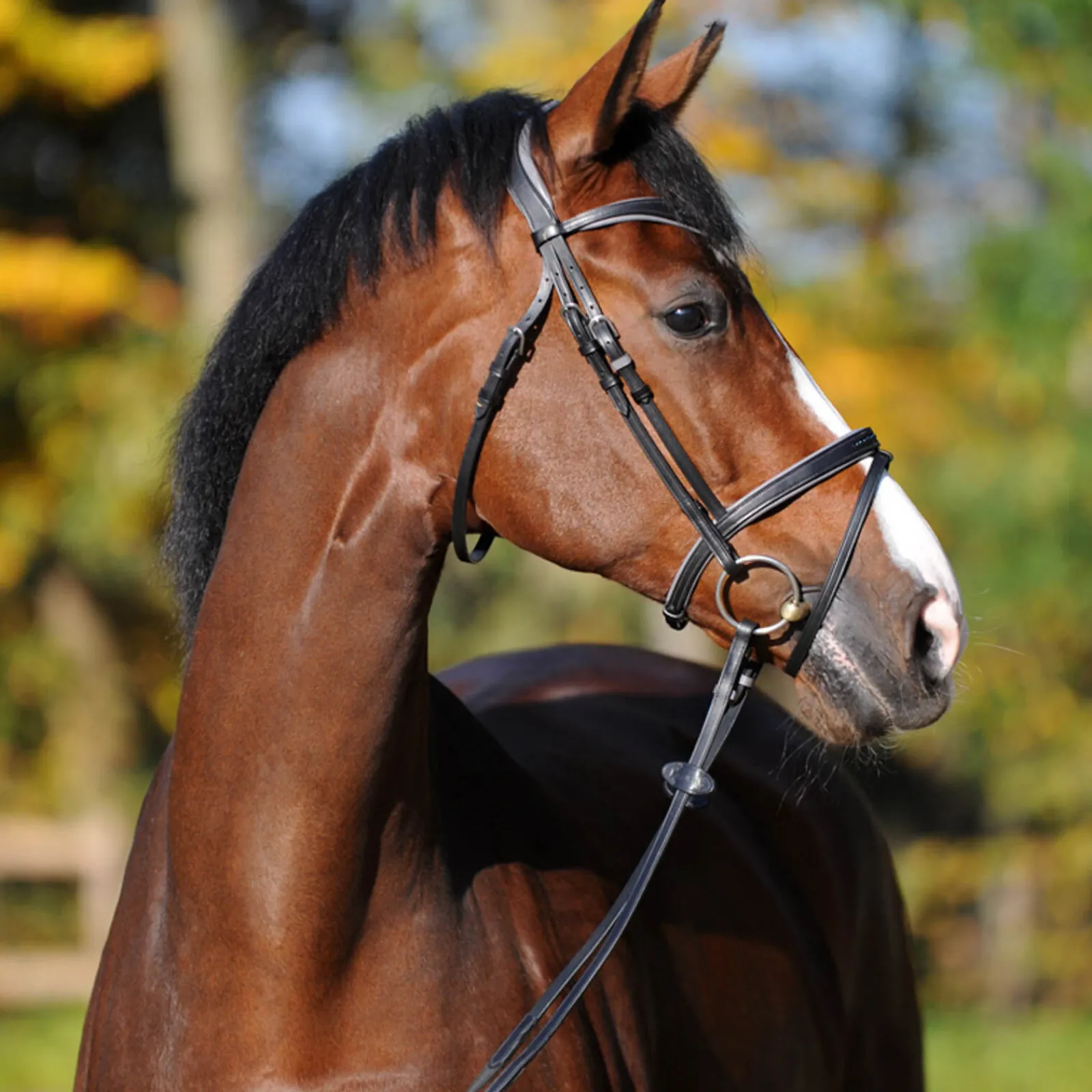 New Ella KavalSH4 hodelag Ponni Hodelag Og Grimer|Hodelag & Nesereimer