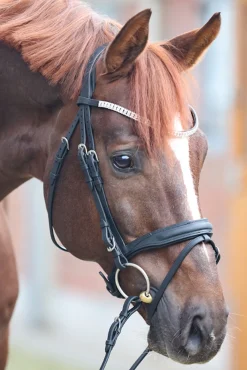 Outlet Everness Bridle Ponni Hodelag Og Grimer|Hodelag & Nesereimer