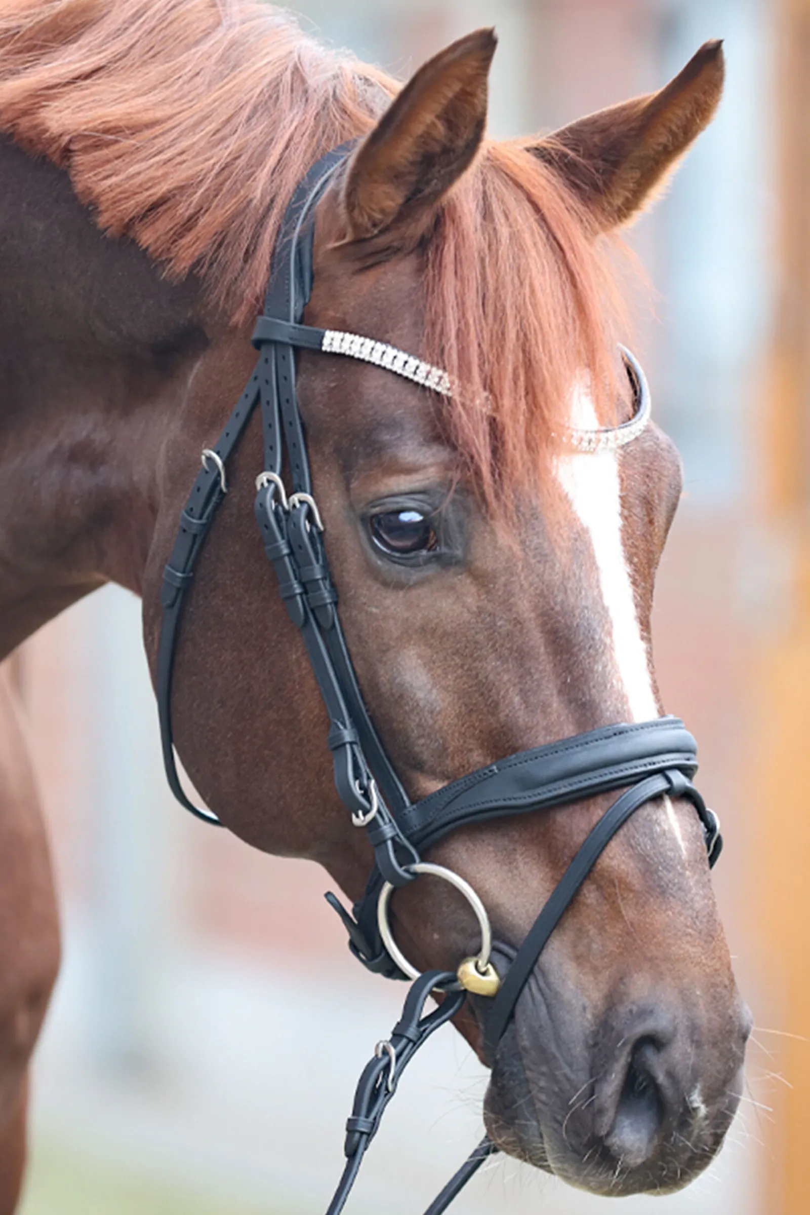 Outlet Everness Bridle Ponni Hodelag Og Grimer|Hodelag & Nesereimer