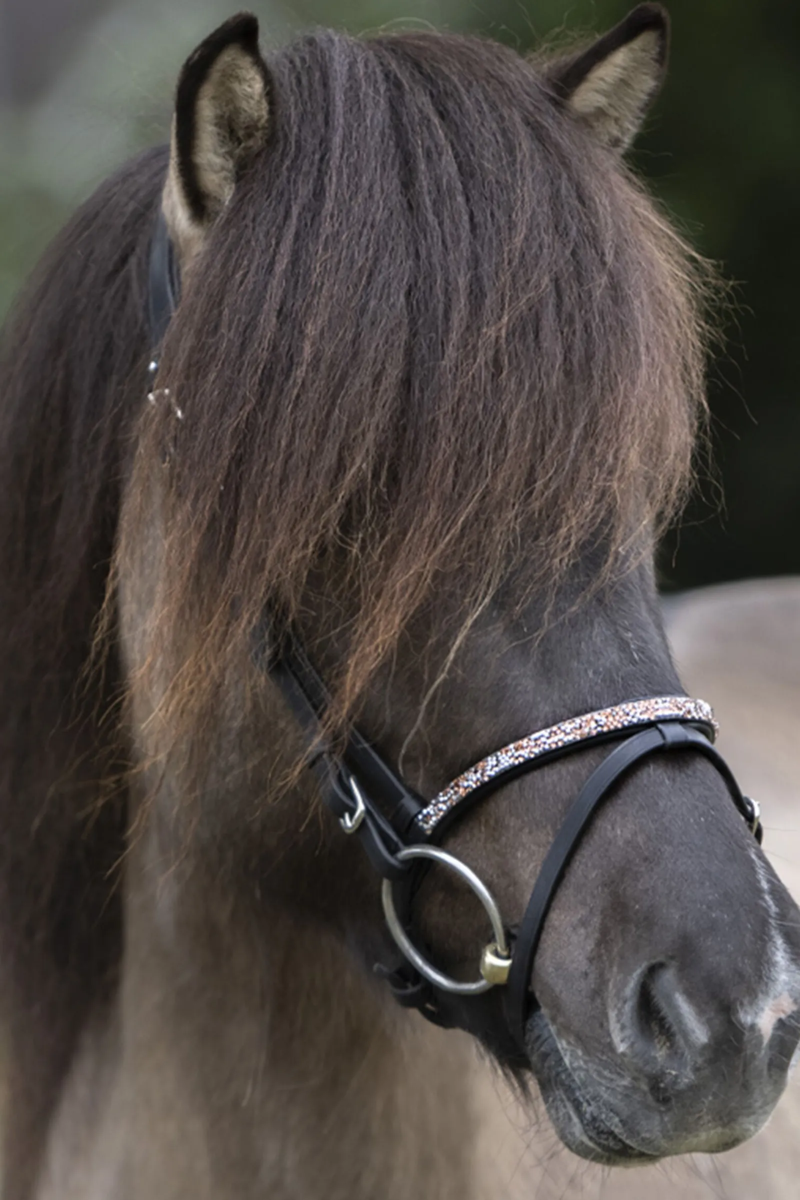 Sale Ferskja English Noseband for Aradis Icelandic Bridle Hodelag & Nesereimer