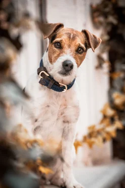 New Kentucky Dogwear flettet hundehalsbånd, nylon Hundebånd