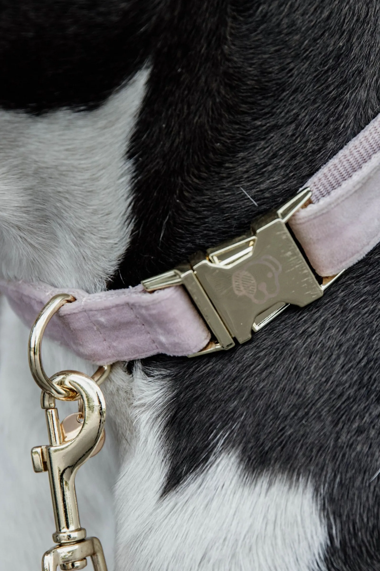 Best Kentucky Dogwear Velvet hundehalsbånd Hundebånd