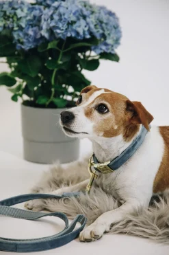 Discount Kentucky Dogwear Velvet hundekobbel Hundebånd