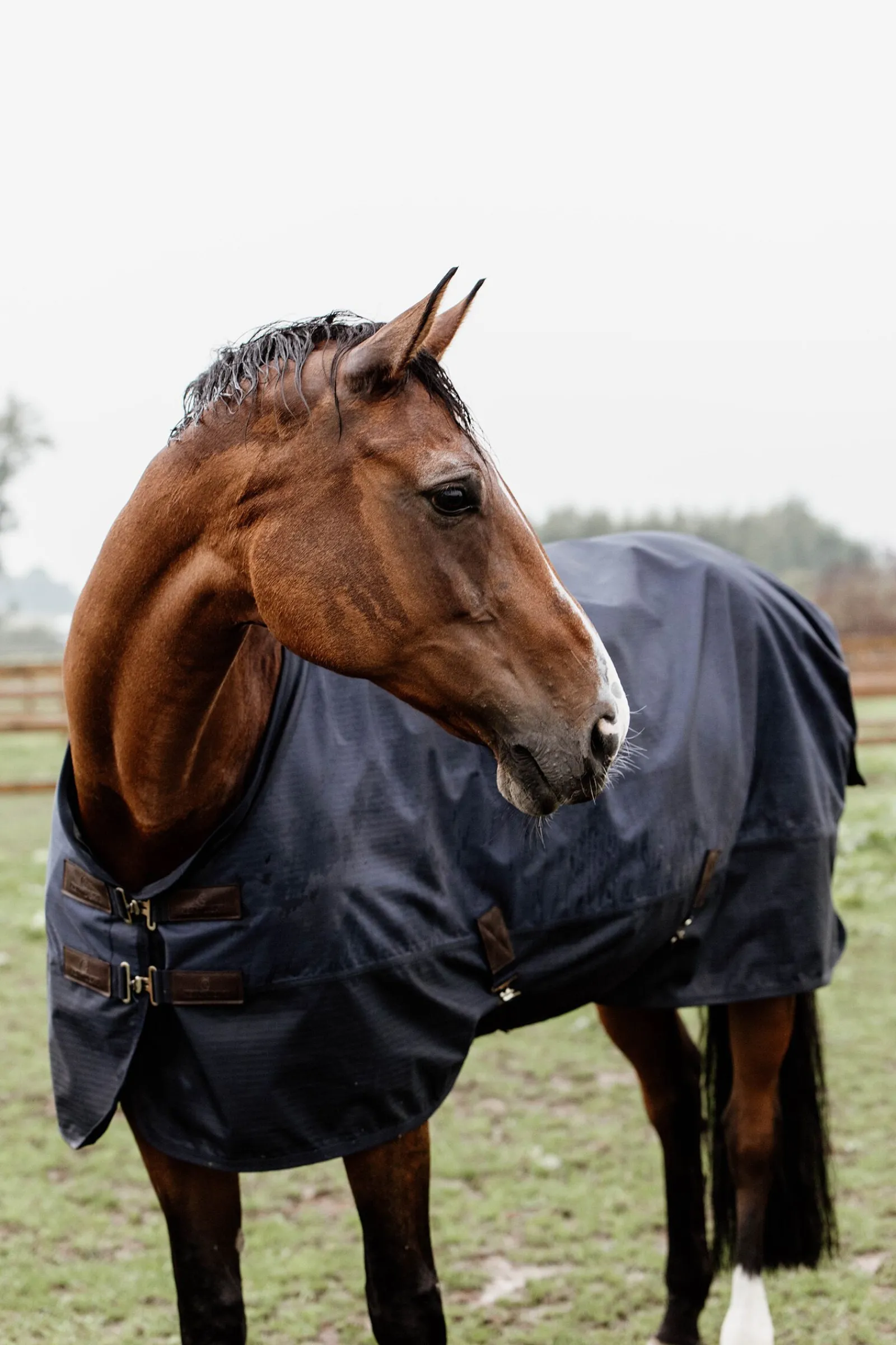 Sale Horsewear All Weather utedekken, 300 gram Overgangsdekken & Vinterdekken