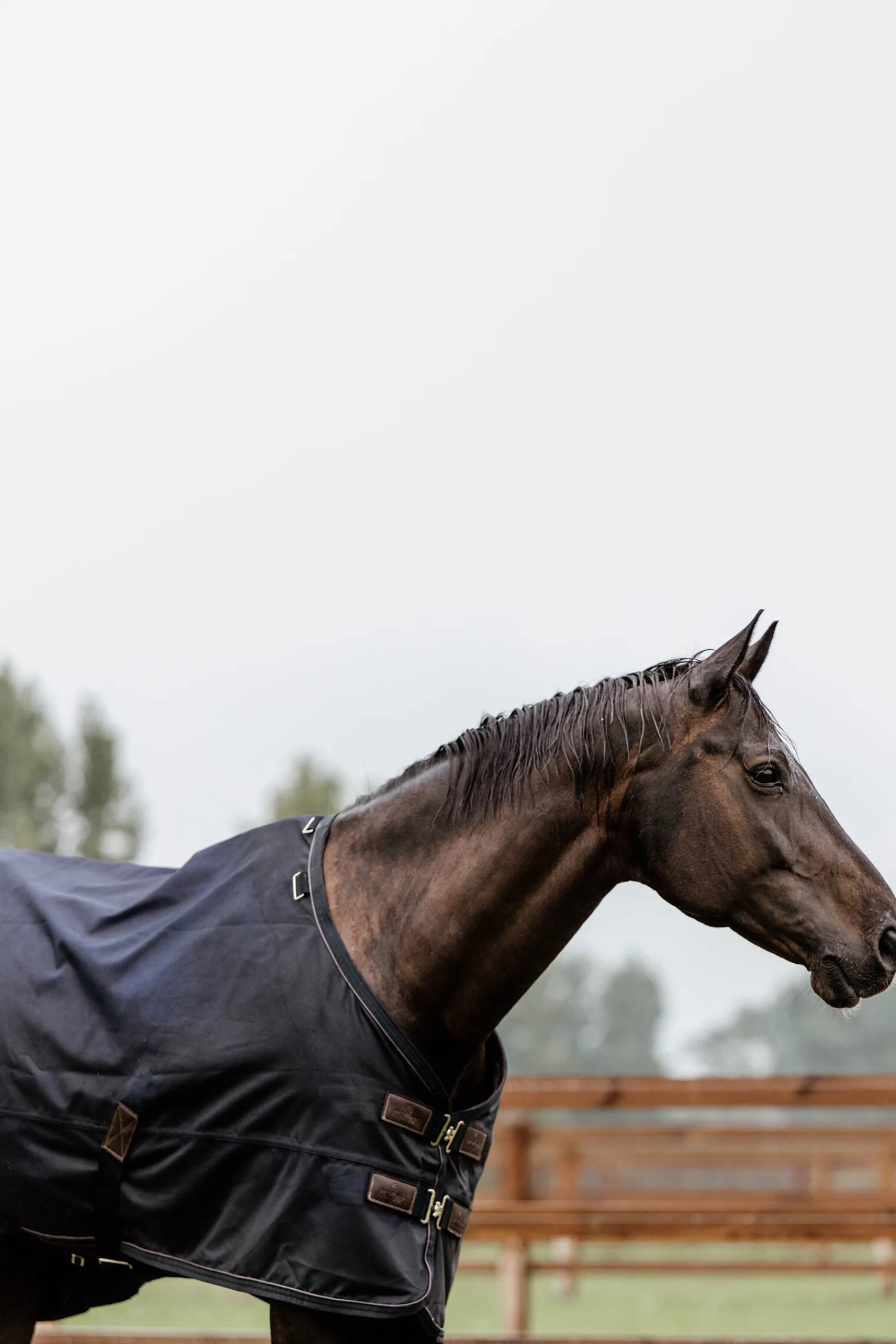 Sale Horsewear All Weather utedekken, 300 gram Overgangsdekken & Vinterdekken