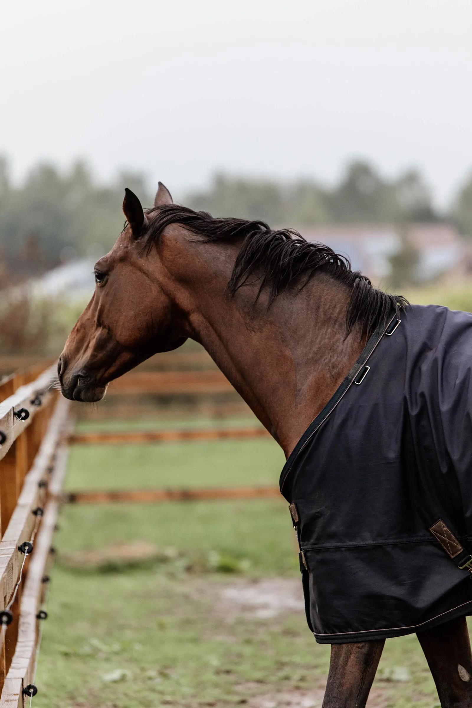 Sale Horsewear All Weather utedekken, 300 gram Overgangsdekken & Vinterdekken