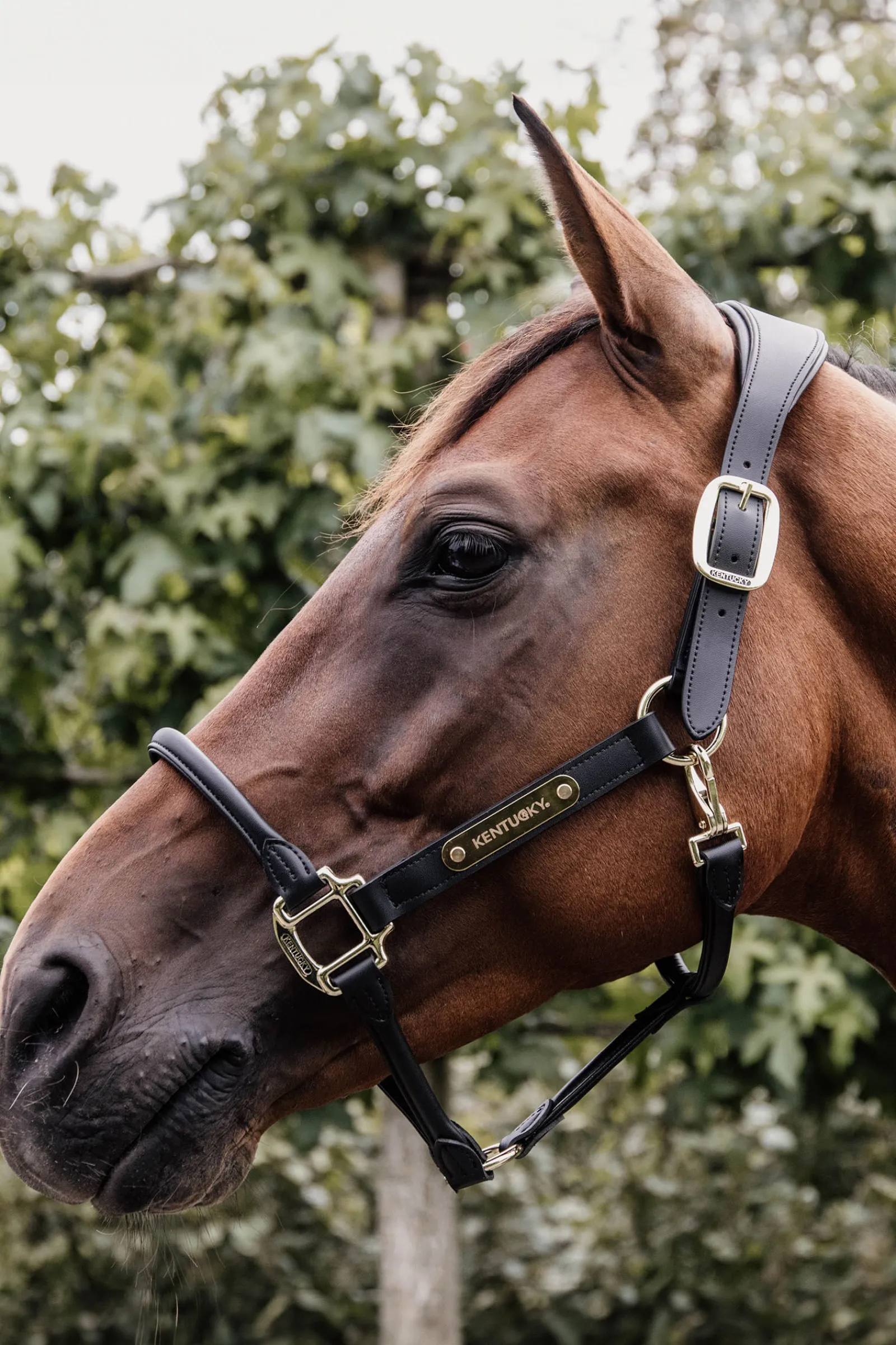 Horsewear anatomisk lærgrime Lærgrimer
