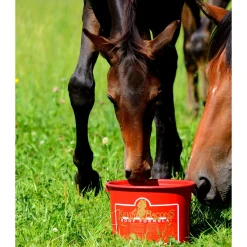 Online Kevin Bacon Tilskudd