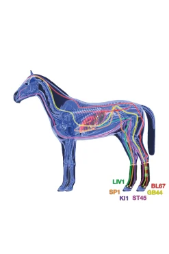 Discount Air terapeutisk støttebelegg bakbein Belegg Til Hest